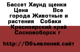 Бассет Хаунд щенки › Цена ­ 20 000 - Все города Животные и растения » Собаки   . Красноярский край,Сосновоборск г.